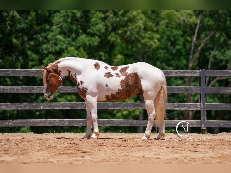 Paint Horse Mix Wallach 4 Jahre 147 cm in Clover, SC