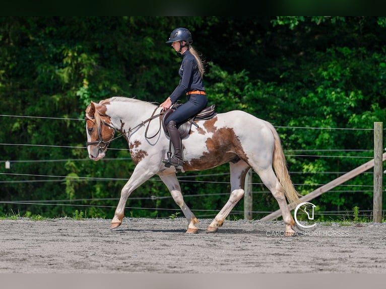 Paint Horse Mix Wallach 4 Jahre 147 cm in Clover, SC