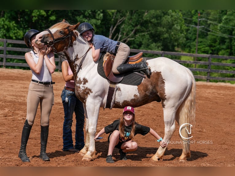 Paint Horse Mix Wallach 4 Jahre 147 cm in Clover, SC