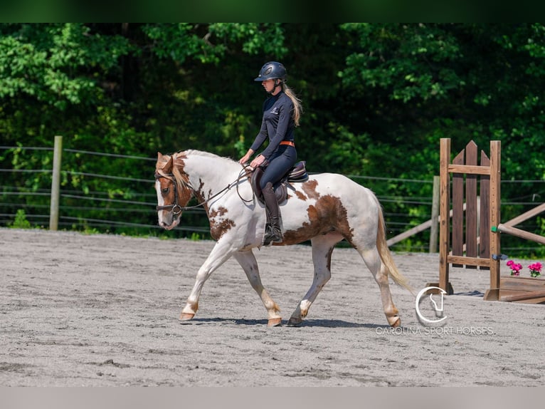 Paint Horse Mix Wallach 4 Jahre 147 cm in Clover, SC