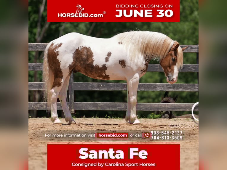 Paint Horse Mix Wallach 4 Jahre 147 cm in Clover, SC