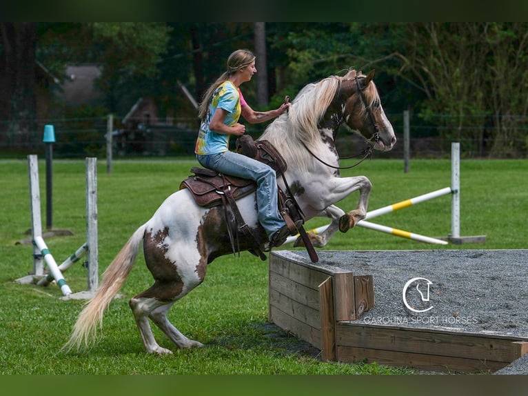 Paint Horse Mix Wallach 4 Jahre 147 cm in Clover, SC