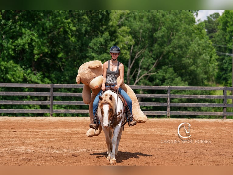 Paint Horse Mix Wallach 4 Jahre 147 cm in Clover, SC