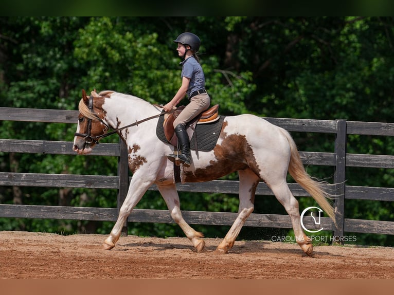Paint Horse Mix Wallach 4 Jahre 147 cm in Clover, SC