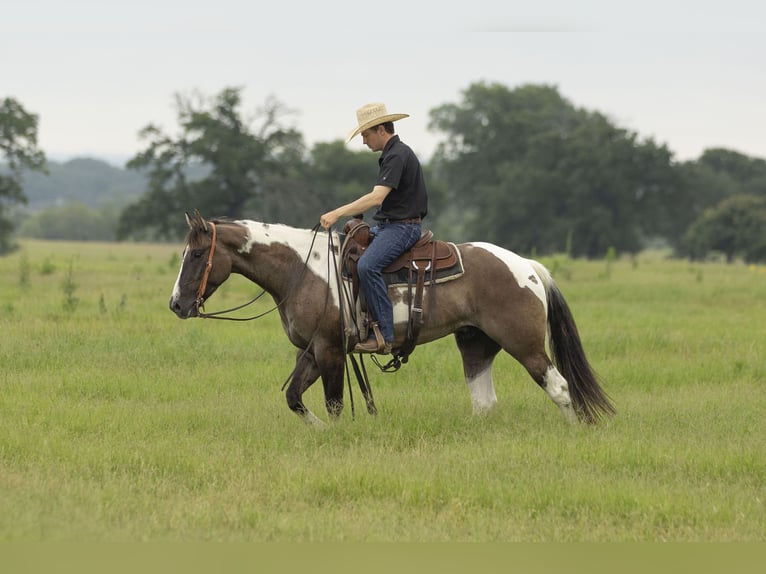 Paint Horse Wallach 4 Jahre 150 cm Grullo in Weatherford, TX