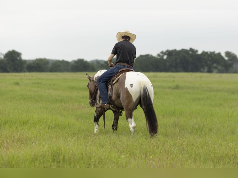 Paint Horse Wallach 4 Jahre 150 cm Grullo in Weatherford, TX