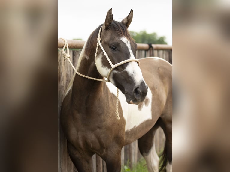 Paint Horse Wallach 4 Jahre 150 cm Grullo in Weatherford, TX