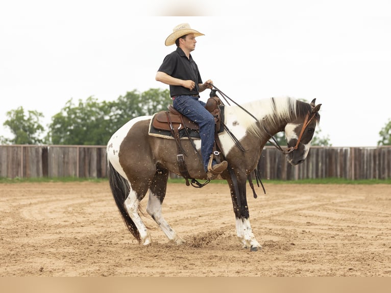 Paint Horse Wallach 4 Jahre 150 cm Grullo in Weatherford, TX