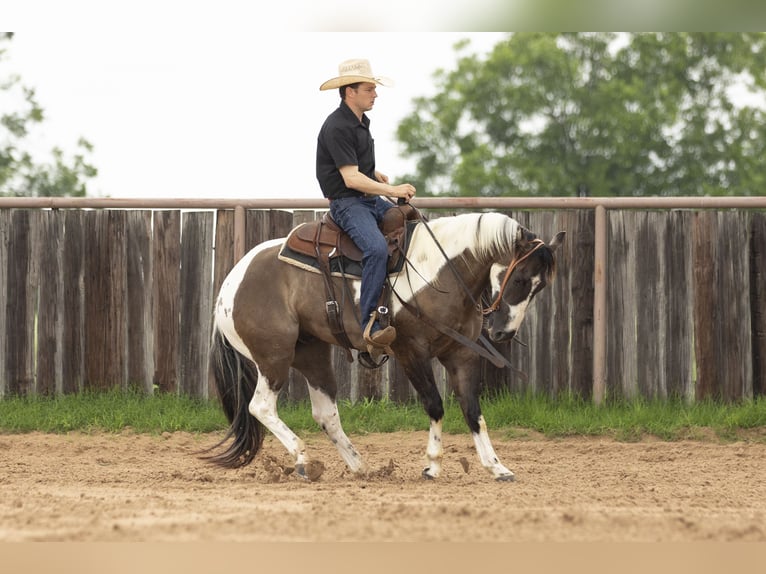 Paint Horse Wallach 4 Jahre 150 cm Grullo in Weatherford, TX