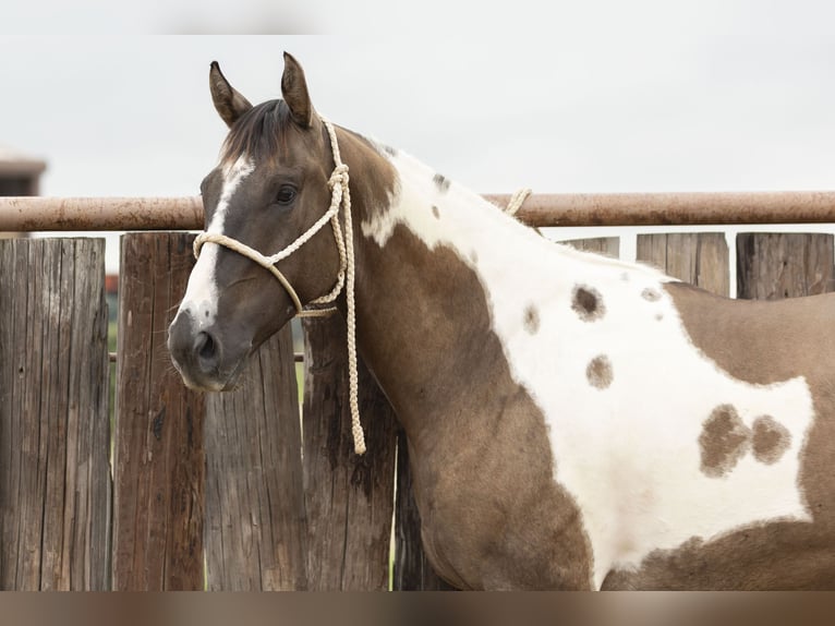 Paint Horse Wallach 4 Jahre 150 cm Grullo in Weatherford, TX
