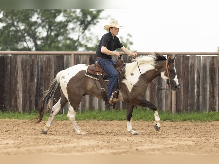 Paint Horse Wallach 4 Jahre 150 cm Grullo in Weatherford, TX