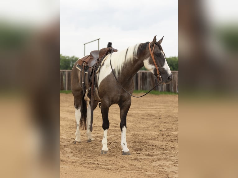 Paint Horse Wallach 4 Jahre 150 cm Grullo in Weatherford, TX