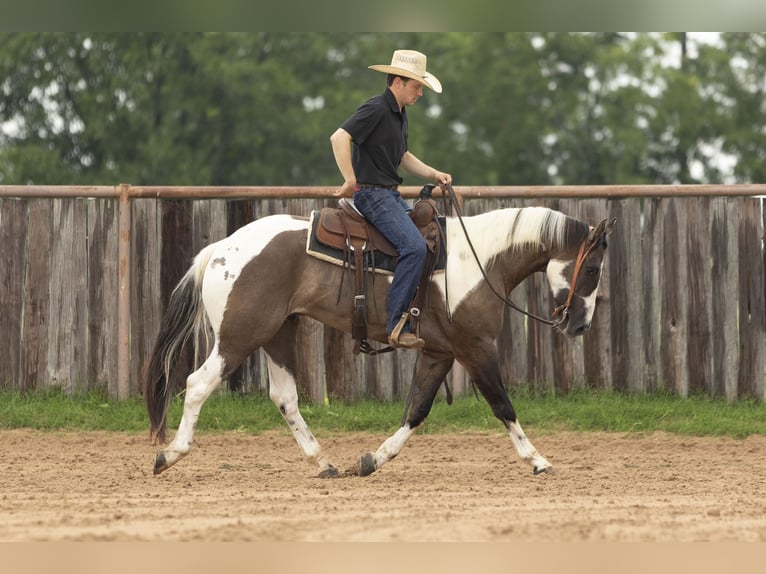 Paint Horse Wallach 4 Jahre 150 cm Grullo in Weatherford, TX