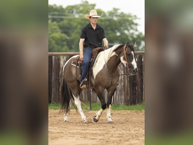 Paint Horse Wallach 4 Jahre 150 cm Grullo in Weatherford, TX
