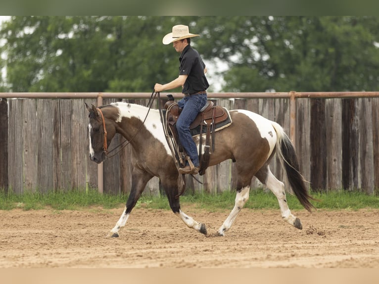 Paint Horse Wallach 4 Jahre 150 cm Grullo in Weatherford, TX