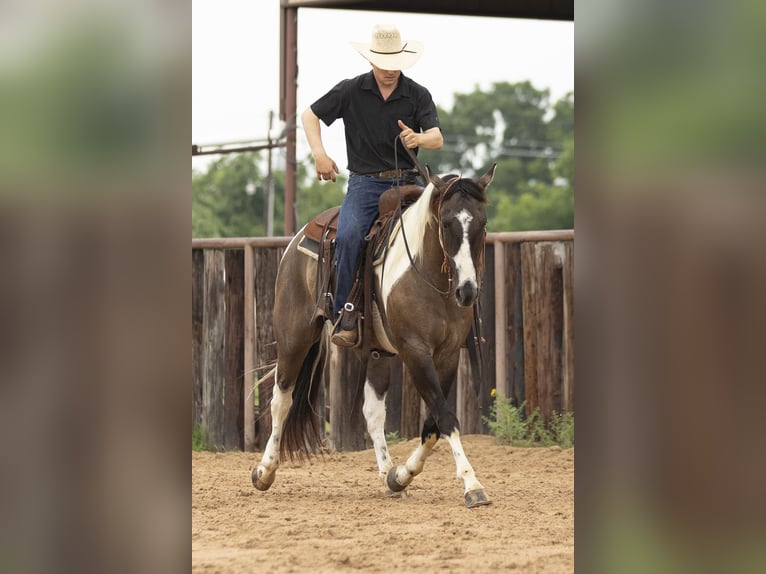 Paint Horse Wallach 4 Jahre 150 cm Grullo in Weatherford, TX