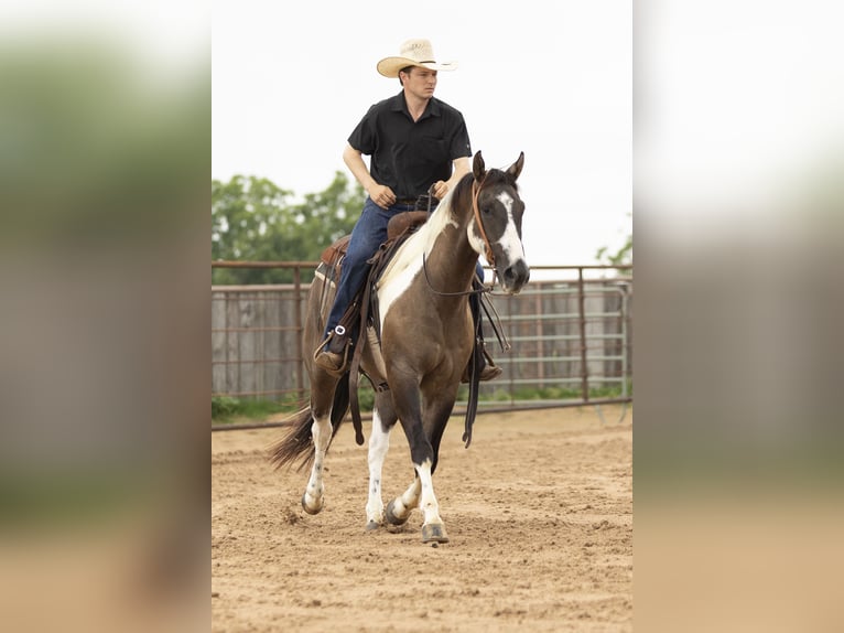 Paint Horse Wallach 4 Jahre 150 cm Grullo in Weatherford, TX