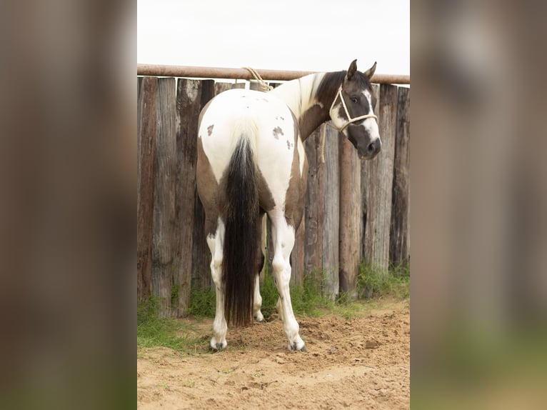 Paint Horse Wallach 4 Jahre 150 cm Grullo in Weatherford, TX