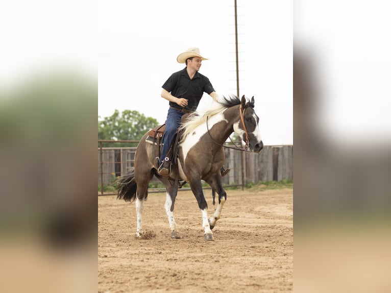 Paint Horse Wallach 4 Jahre 150 cm Grullo in Weatherford, TX