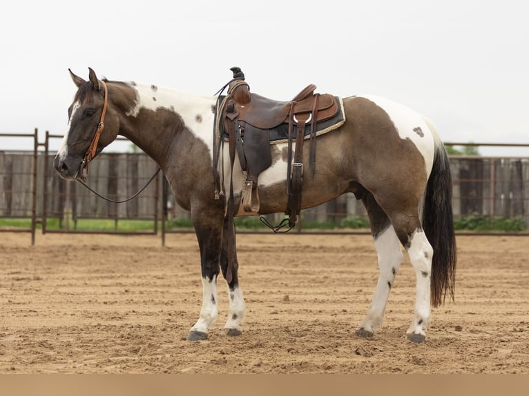Paint Horse Wallach 4 Jahre 150 cm Grullo in Weatherford, TX