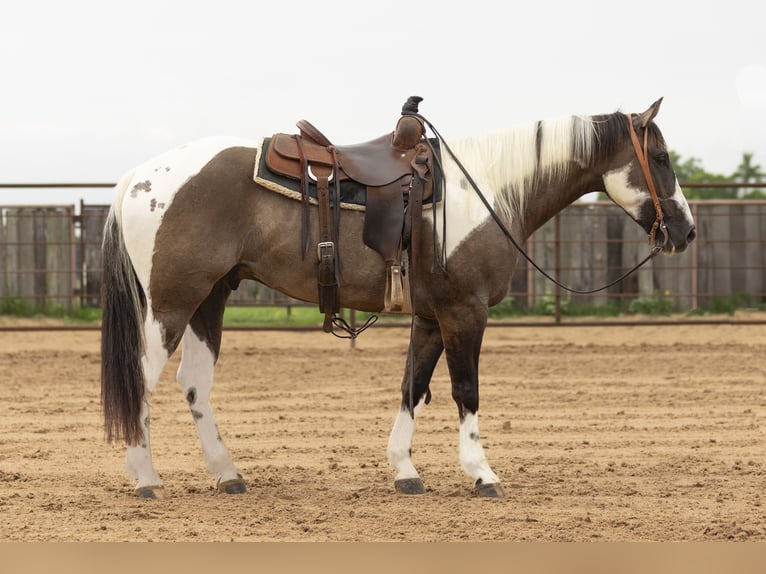 Paint Horse Wallach 4 Jahre 150 cm Grullo in Weatherford, TX