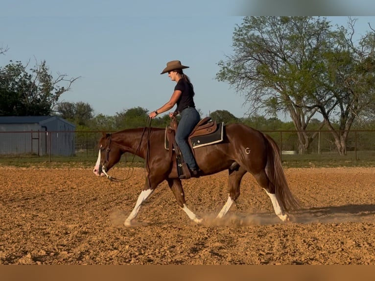 Paint Horse Wallach 4 Jahre 150 cm Rotfuchs in Dublin, TX