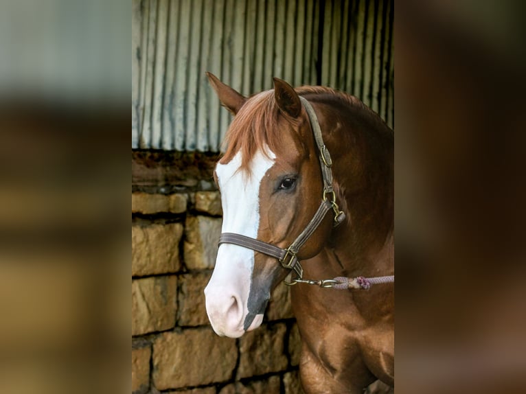 Paint Horse Wallach 4 Jahre 150 cm Rotfuchs in Dublin, TX