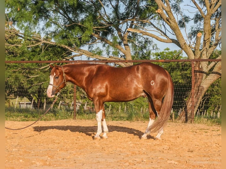 Paint Horse Wallach 4 Jahre 150 cm Rotfuchs in Dublin, TX