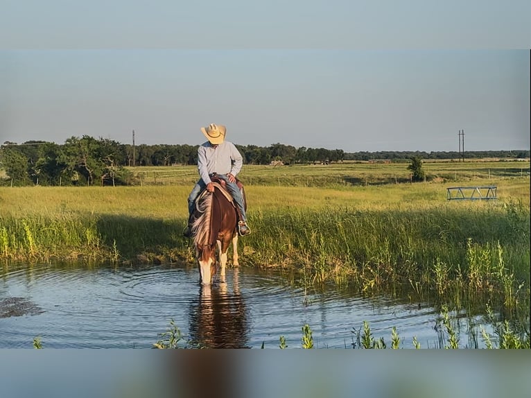 Paint Horse Wallach 4 Jahre 150 cm Rotfuchs in Dublin, TX