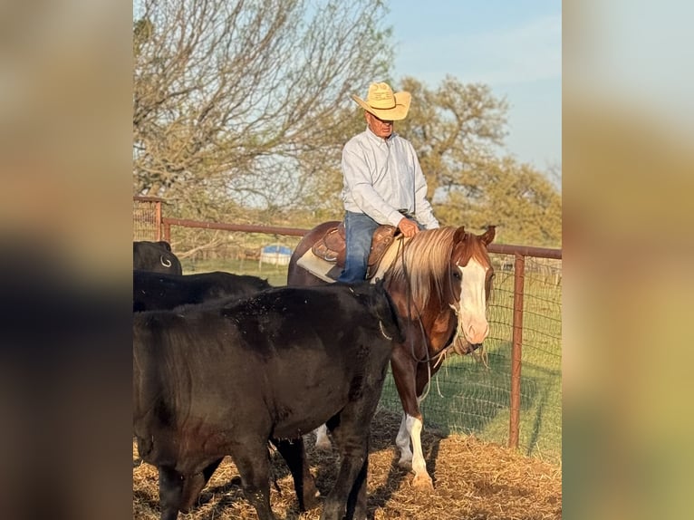 Paint Horse Wallach 4 Jahre 150 cm Rotfuchs in Dublin, TX