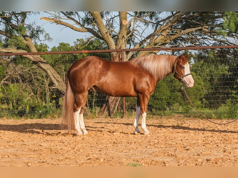 Paint Horse Wallach 4 Jahre 150 cm Rotfuchs in Dublin, TX