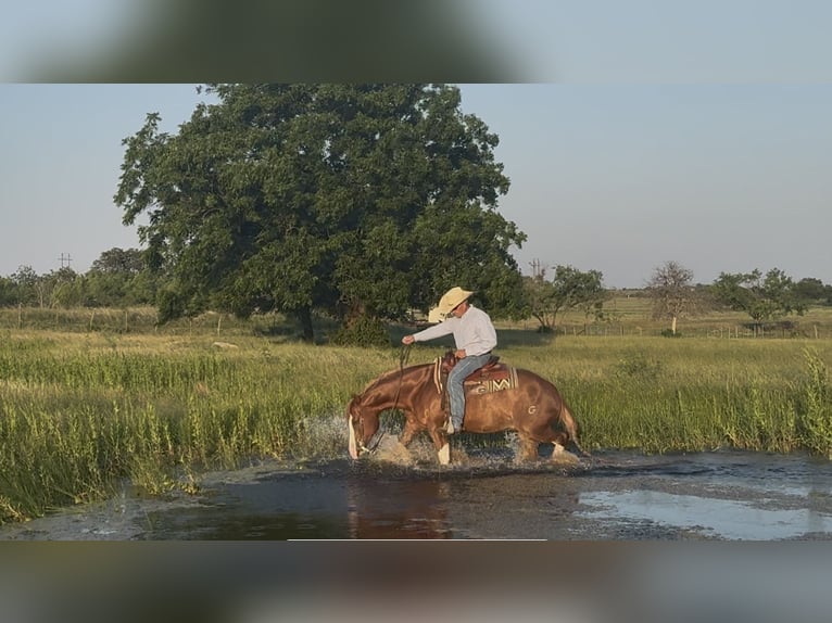 Paint Horse Wallach 4 Jahre 150 cm Rotfuchs in Dublin, TX