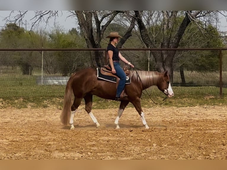 Paint Horse Wallach 4 Jahre 150 cm Rotfuchs in Dublin, TX