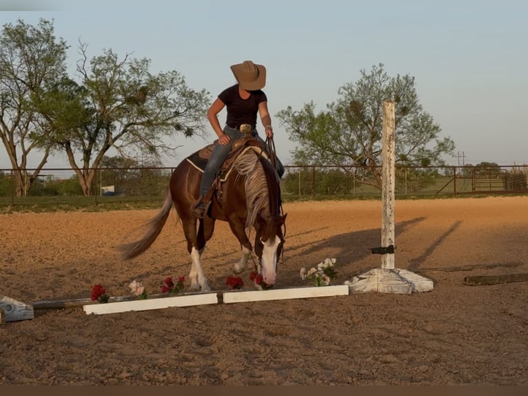 Paint Horse Wallach 4 Jahre 150 cm Rotfuchs in Dublin, TX