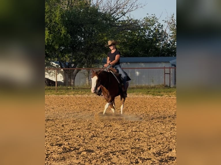 Paint Horse Wallach 4 Jahre 150 cm Rotfuchs in Dublin, TX