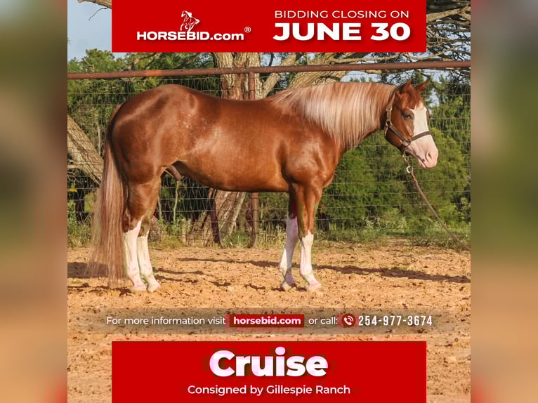 Paint Horse Wallach 4 Jahre 150 cm Rotfuchs in Dublin, TX