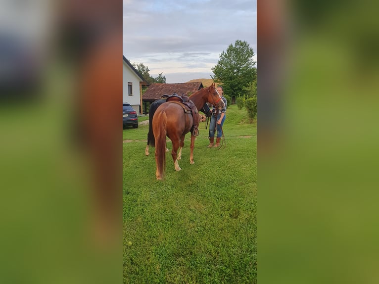 Paint Horse Wallach 4 Jahre 150 cm Rotfuchs in Lesično