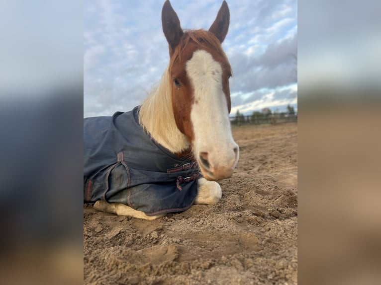 Paint Horse Wallach 4 Jahre 150 cm Tobiano-alle-Farben in Brandenburg an der Havel