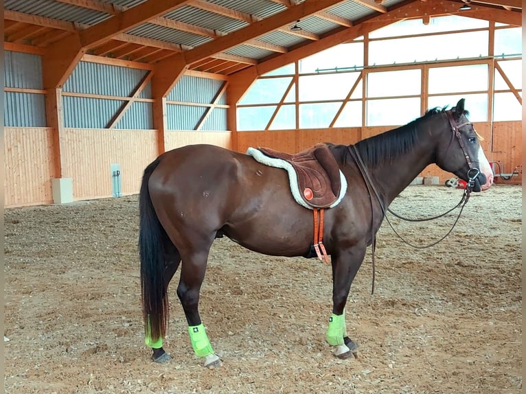 Paint Horse Wallach 4 Jahre 151 cm in Plau am See
