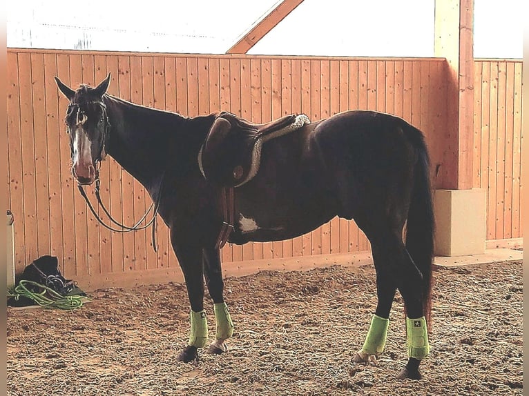 Paint Horse Wallach 4 Jahre 151 cm in Plau am See