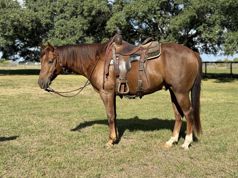 Paint Horse Wallach 4 Jahre 152 cm Dunkelfuchs in Winnie