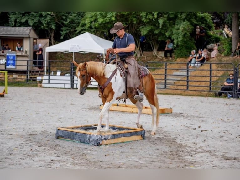 Paint Horse Wallach 4 Jahre 152 cm Palomino in New Holland, PA