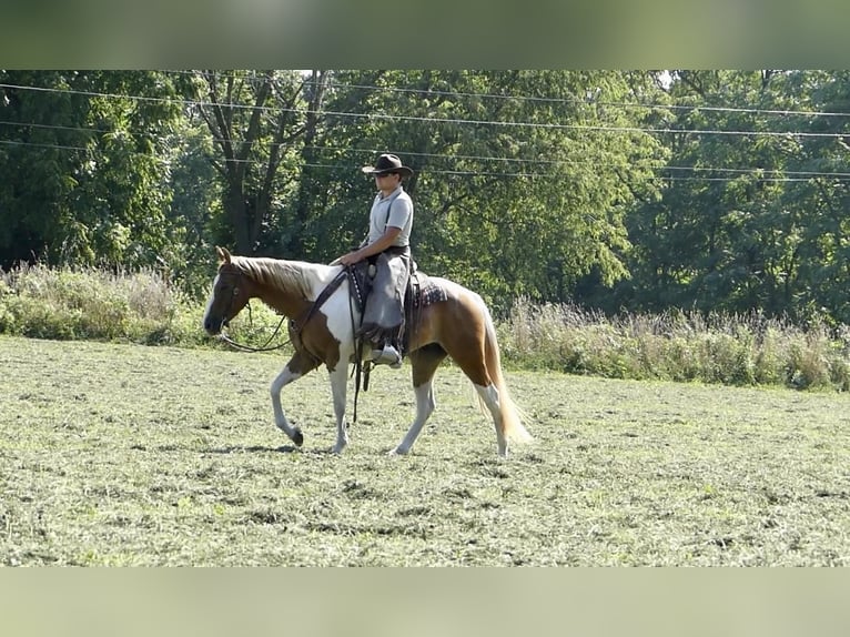Paint Horse Wallach 4 Jahre 152 cm Palomino in New Holland, PA