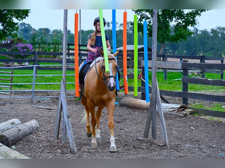 Paint Horse Wallach 4 Jahre 152 cm Palomino in Wooster, OH