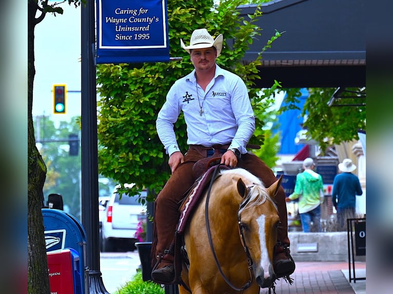 Paint Horse Wallach 4 Jahre 152 cm Palomino in Wooster, OH