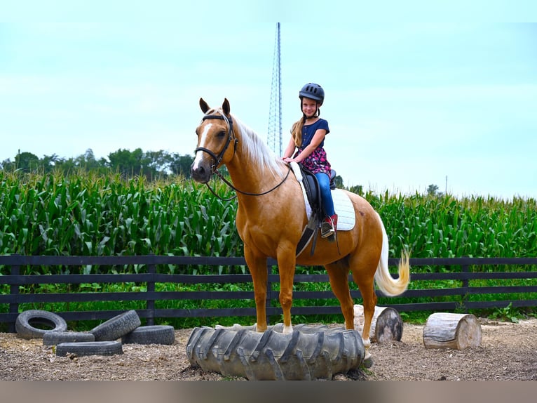 Paint Horse Wallach 4 Jahre 152 cm Palomino in Wooster, OH