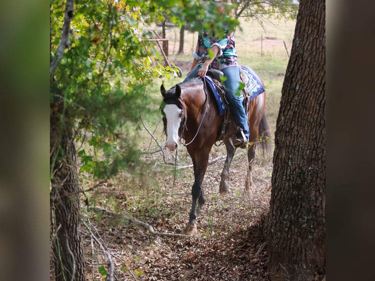 Paint Horse Wallach 4 Jahre 152 cm Rotbrauner in Athens Paint Horse Wallach 4 Jahre 152 cm Rotbrauner in Athens