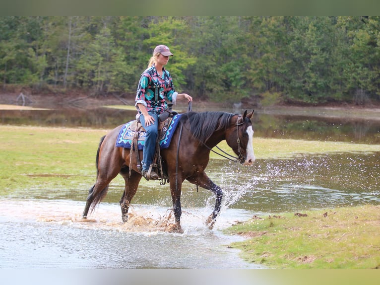 Paint Horse Wallach 4 Jahre 152 cm Rotbrauner in Athens Paint Horse Wallach 4 Jahre 152 cm Rotbrauner in Athens