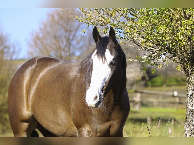 Paint Horse Wallach 4 Jahre 152 cm Rotbrauner in Athens Paint Horse Wallach 4 Jahre 152 cm Rotbrauner in Athens