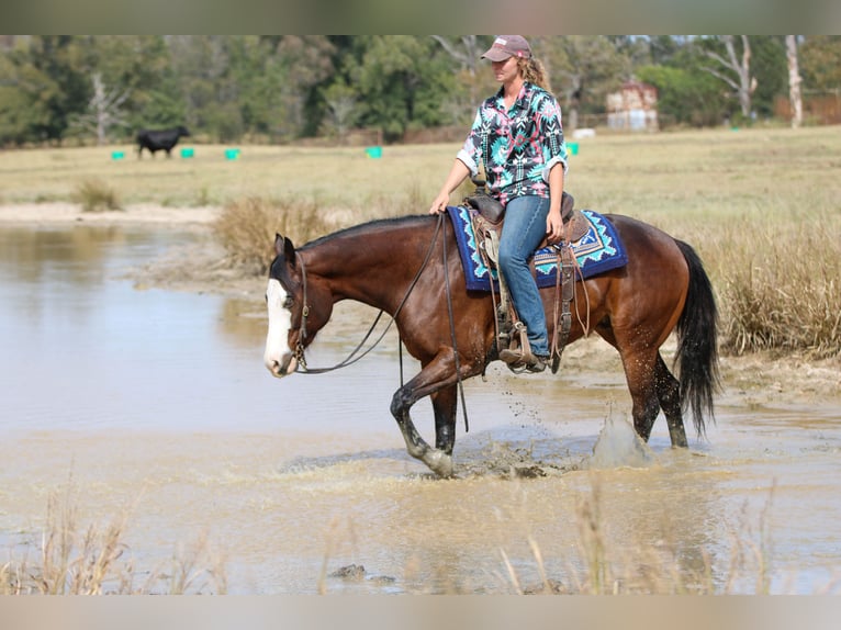Paint Horse Wallach 4 Jahre 152 cm Rotbrauner in Athens Paint Horse Wallach 4 Jahre 152 cm Rotbrauner in Athens